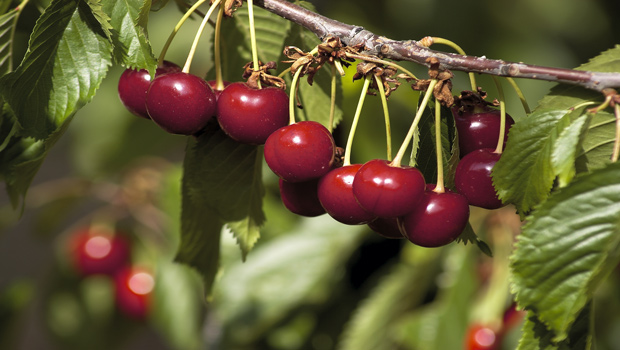 producción fruta hueso campaña Afruex Extremadura cereza