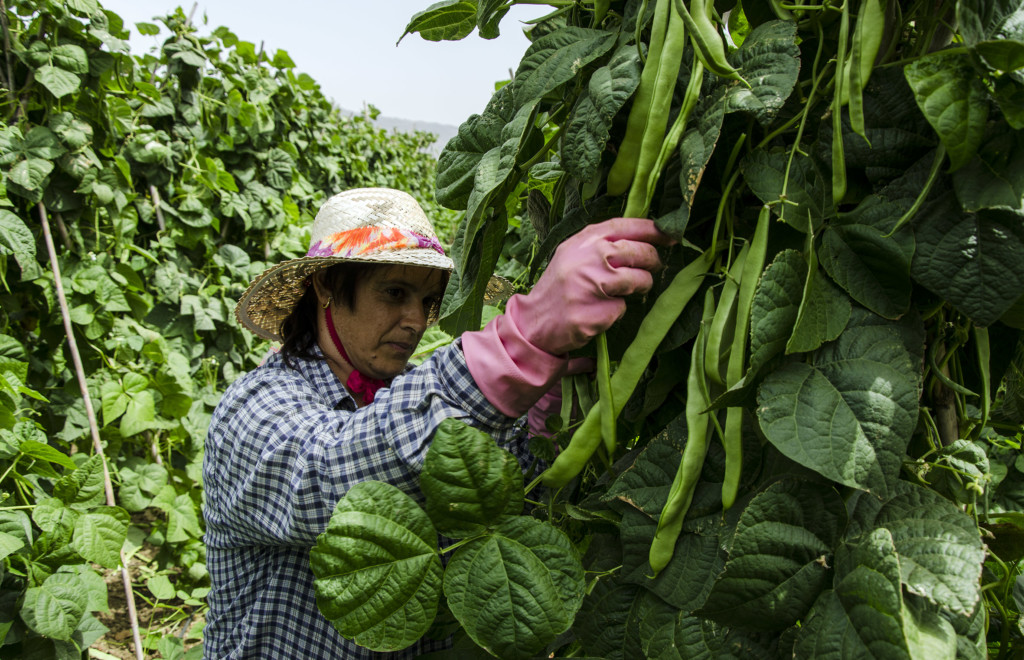 cultivo judía cherry