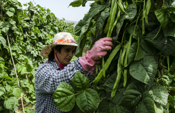 cultivo judía cherry