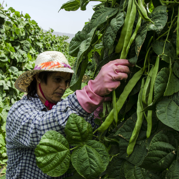 cultivo judía cherry