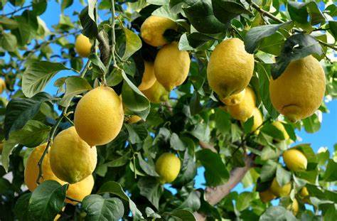 limón andaluz Andalucía frutas