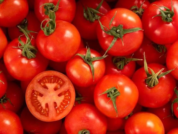 España cosecha tomate