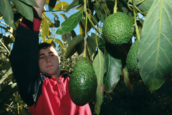 producción aguacate