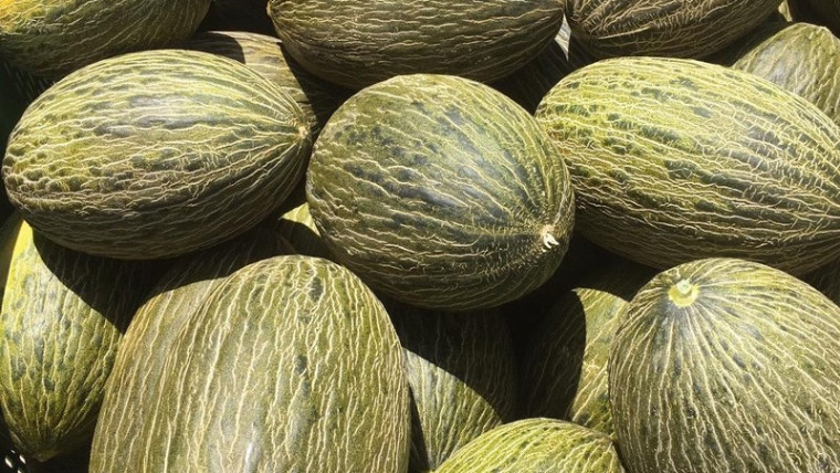 Campaña melones Villaconejos peligra sequía
