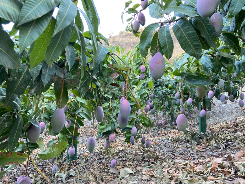 oportunidades tropicales