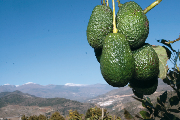 exportaciones aguacate