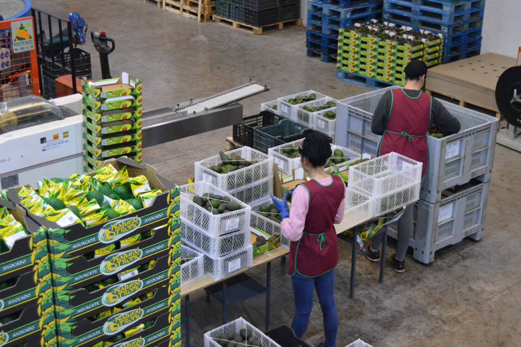 Natural Tropic aguacate