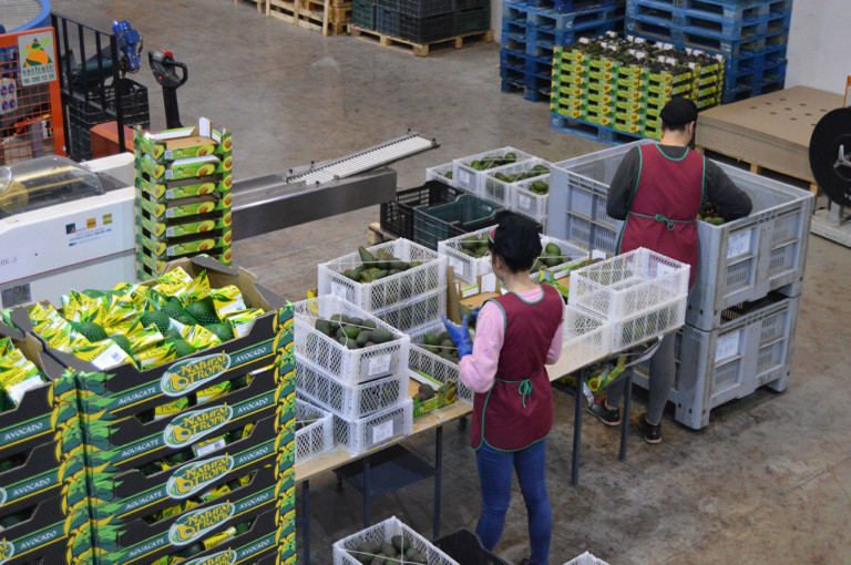 Natural Tropic aguacate