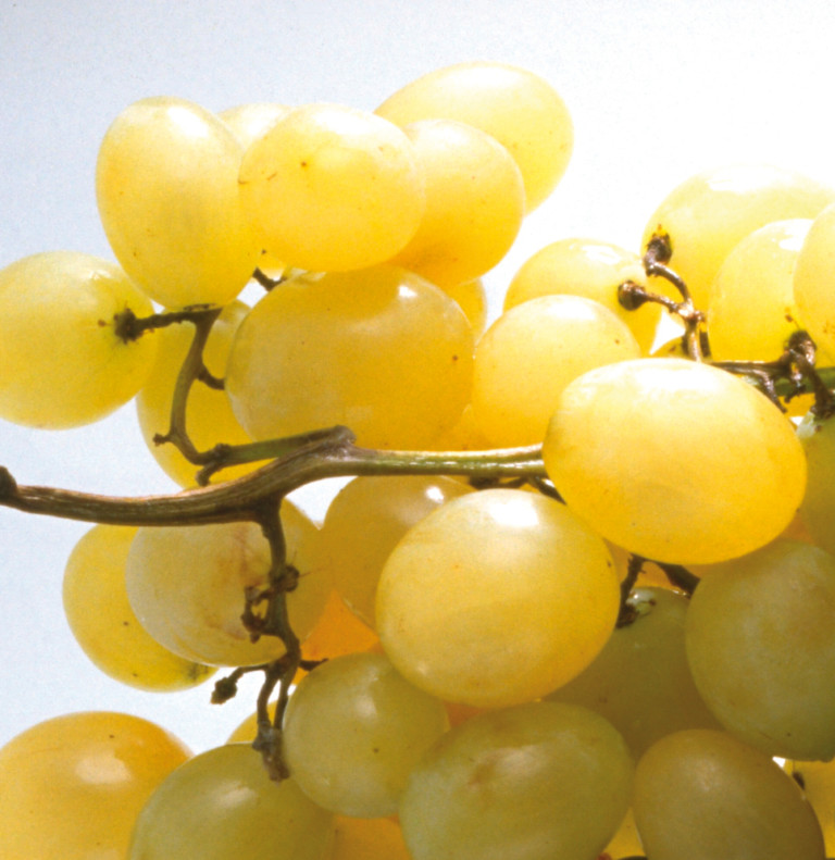 Sanifruit uva de mesa