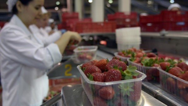 exportaciones fresa