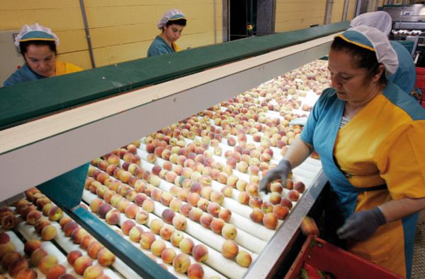 melocotón nectarina patata tomate cítricos cadena