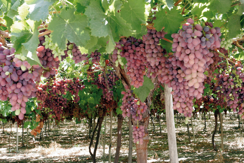 Murcia International Grapes
