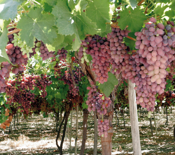 Murcia International Grapes