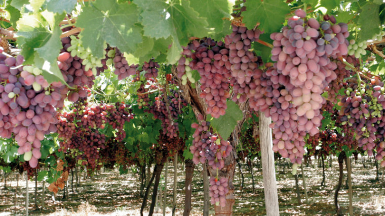 Murcia International Grapes