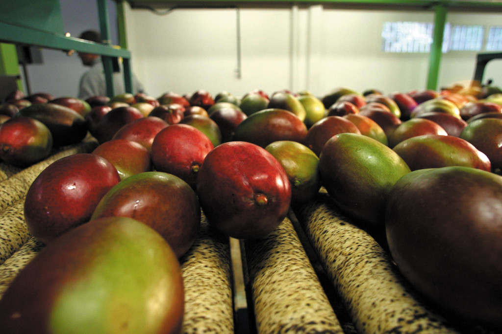 mango, Málaga, Andalucía, España, consumo