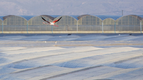 empresas agrarias producción