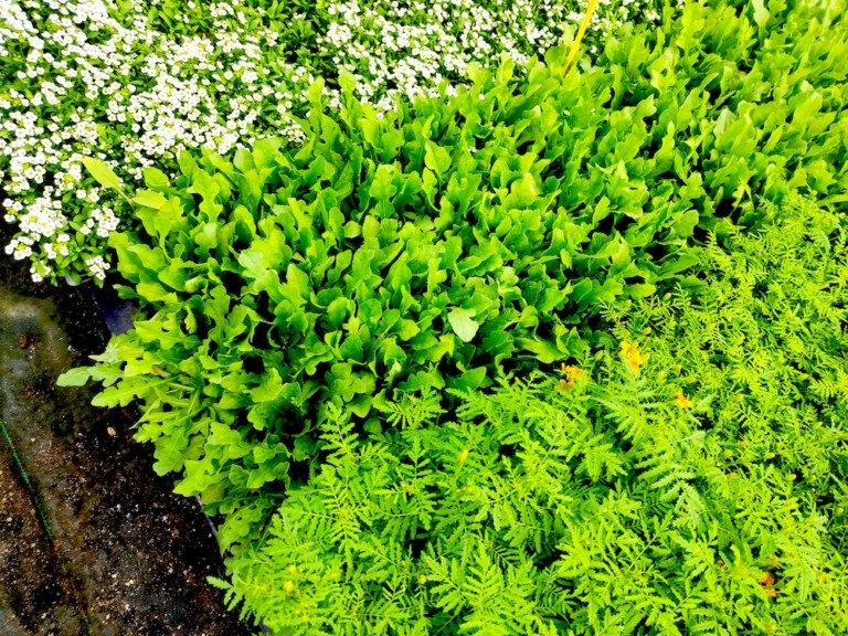 Anove semillas plantas frutas hortalizas