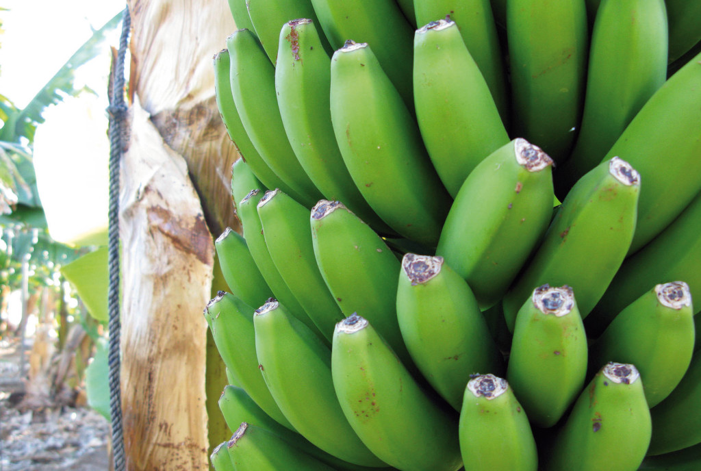 Plátano de Canarias cuota