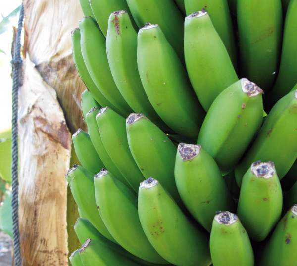 Plátano de Canarias cuota