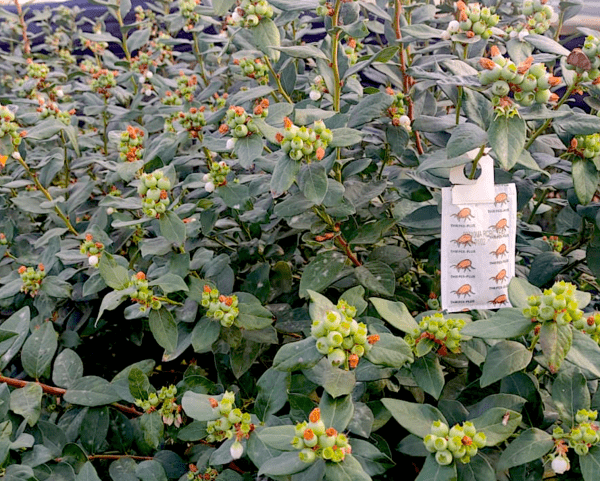 control biológico arándano