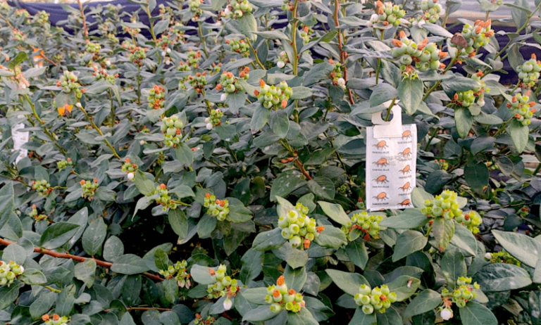 control biológico arándano