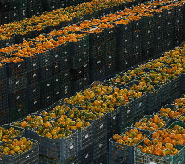 exportación frutas verduras baja volumen