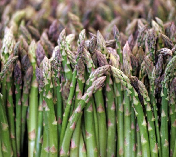 espárrago