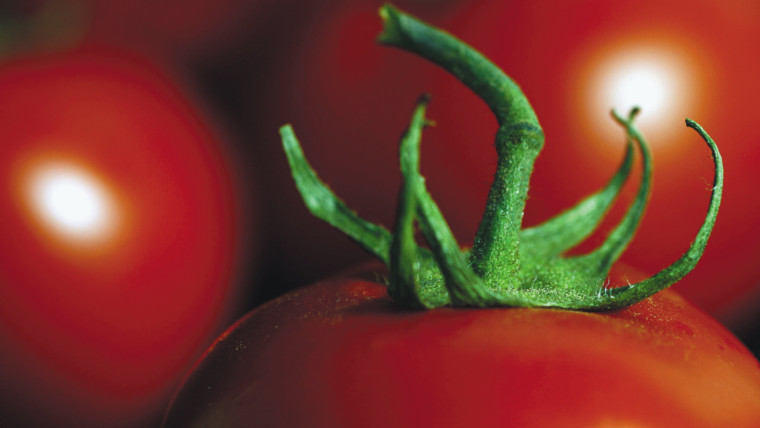 Marruecos exportación tomate