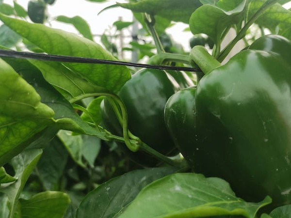 pimiento coste Asaja Almería