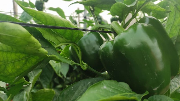 pimiento coste Asaja Almería