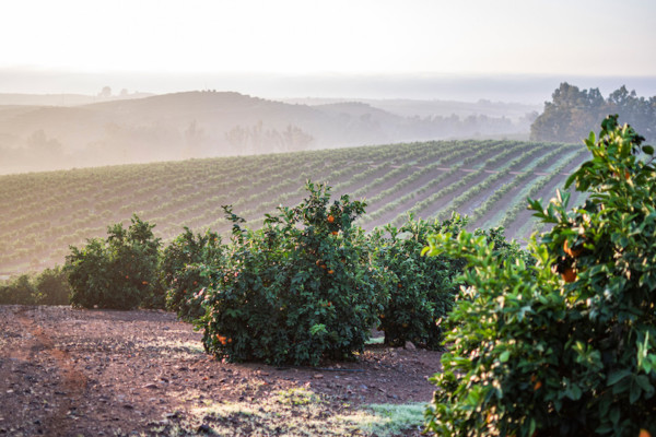 Naranjas Torres Sabor Año premio mandarinas