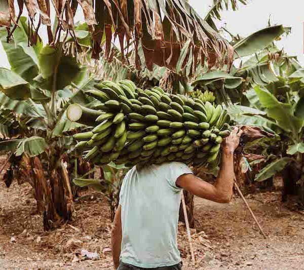 Aldi plátano Canarias