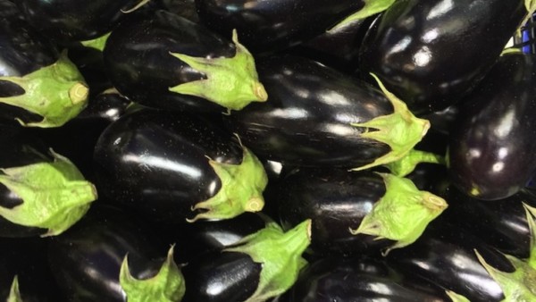 exportación berenjena