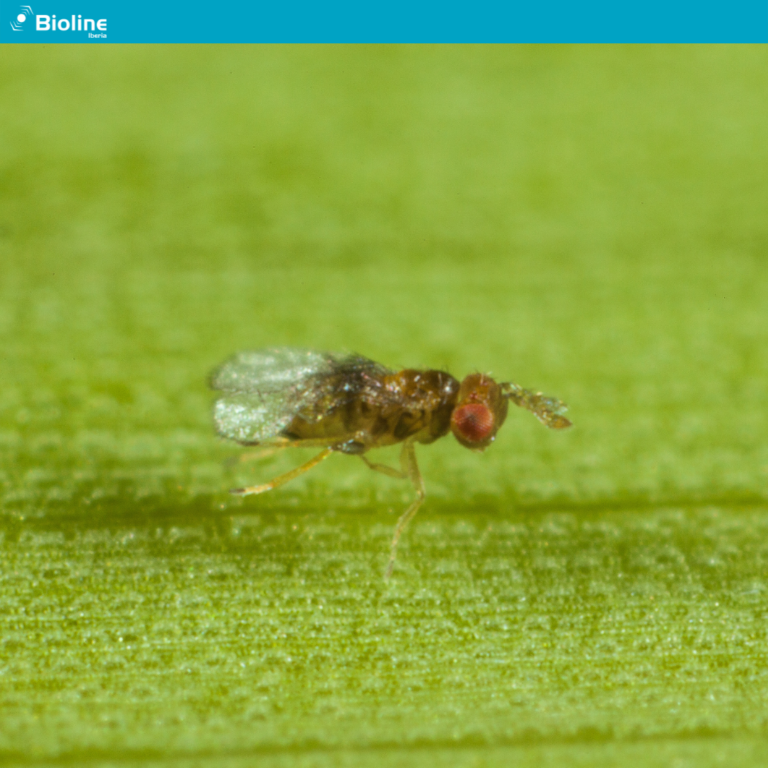 Biline Trichoderma biológico Tuta absoluta