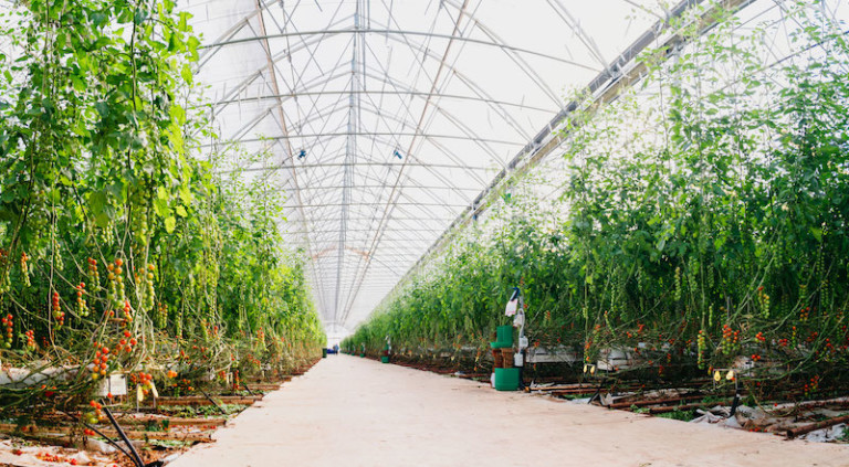 invernadero Looije Novagric Águilas tomate cherry