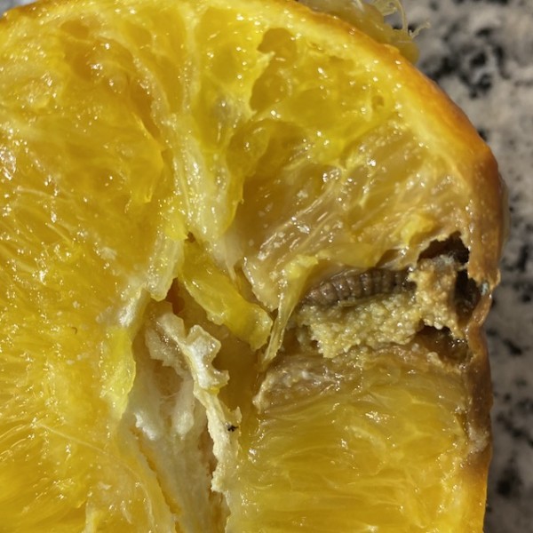 Intercitrus Sudáfrica cold treatment