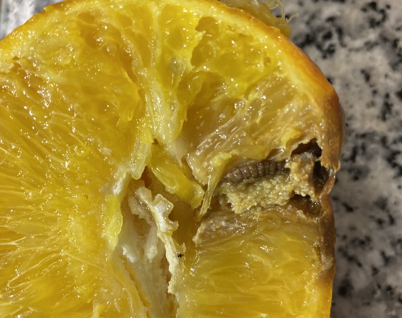cold treatment mandarina