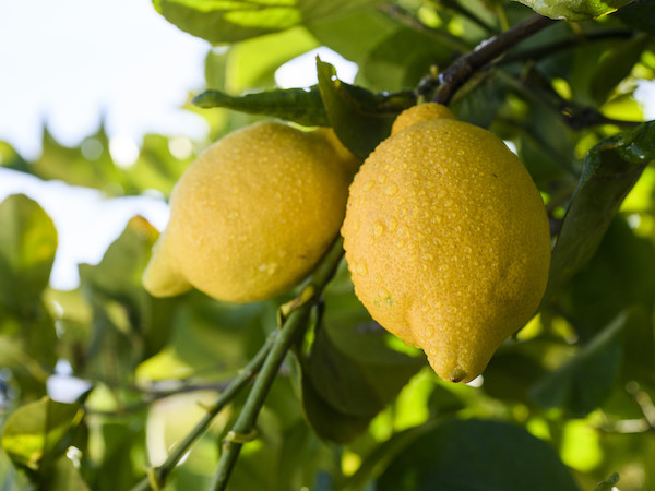 huella hídrica agua limón cítricos frutas Ailimpo