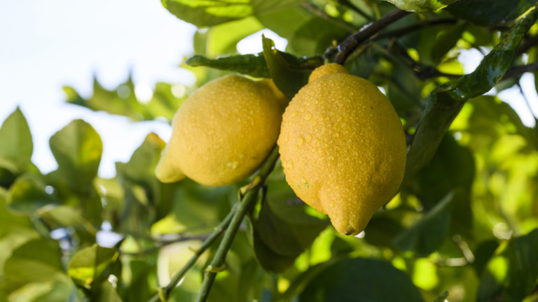 huella hídrica agua limón cítricos frutas Ailimpo
