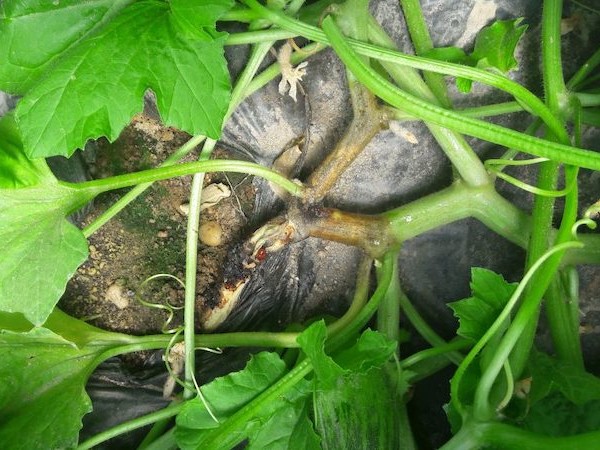 Syngenta Mycosphaerella cucurbitáceas