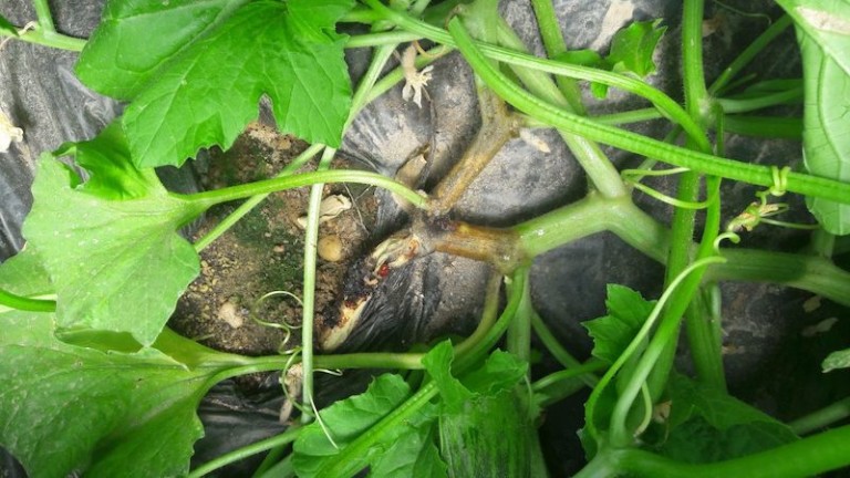 Syngenta Mycosphaerella cucurbitáceas