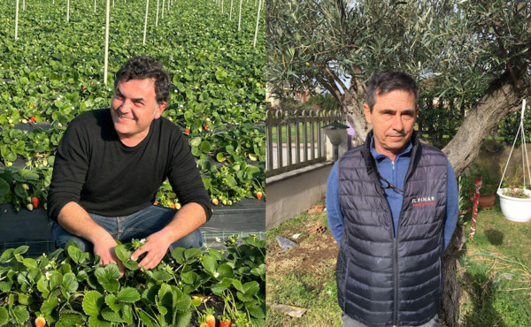 Inspire Pinar Italia fresa berries vivero