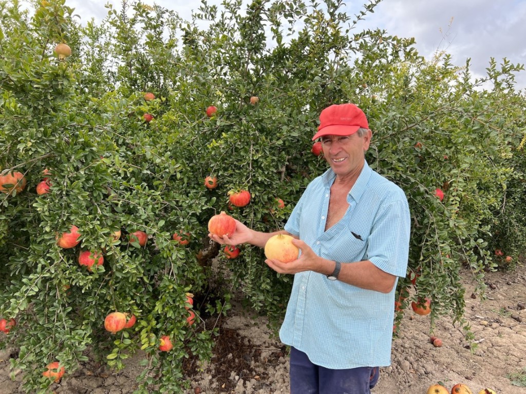 granada Mollar Elche