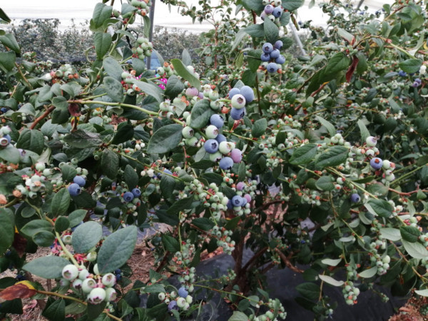 Cuna de Platero arándano