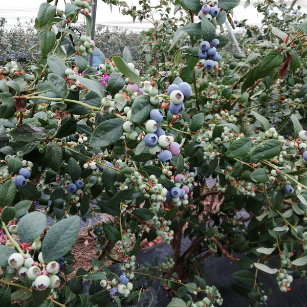 Cuna de Platero arándano