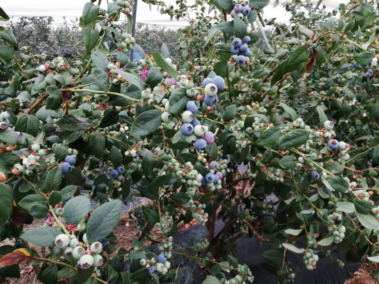 Cuna de Platero arándano