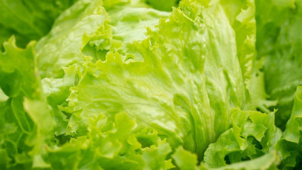 lechuga iceberg