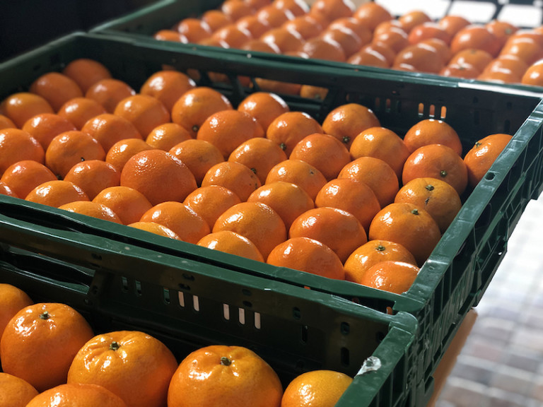 Kino mandarina Eurosemillas Ava Asaja cítricos