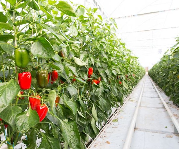 Growers United pimientos berenjenas