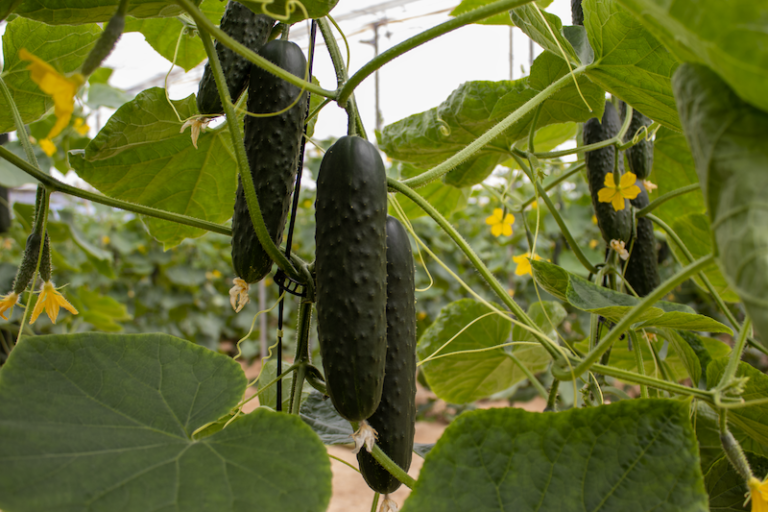 CapGen Seeds variedad pepino corto Españolo